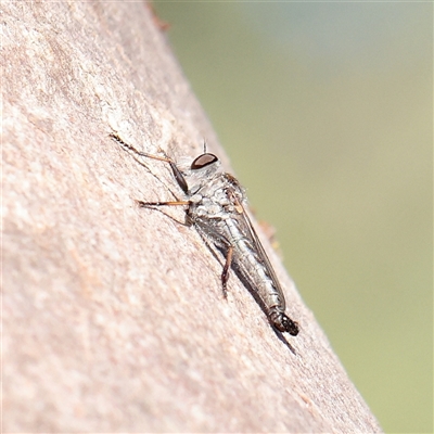 Cerdistus sp. (genus) (Slender Robber Fly) at Murrumbateman, NSW - 17 Mar 2025 by ConBoekel