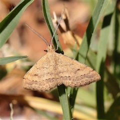 Scopula rubraria (Reddish Wave, Plantain Moth) at Murrumbateman, NSW - 17 Mar 2025 by ConBoekel