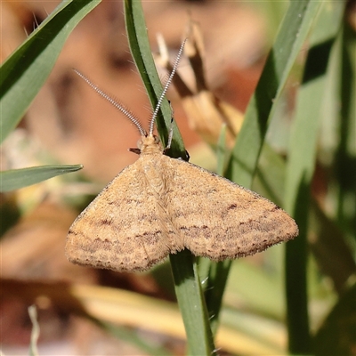 Scopula rubraria (Reddish Wave, Plantain Moth) at Murrumbateman, NSW - 17 Mar 2025 by ConBoekel