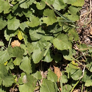 Modiola caroliniana (Red-flowered Mallow) at Murrumbateman, NSW - 17 Mar 2025 by ConBoekel