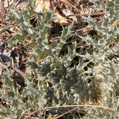 Onopordum acanthium (Scotch Thistle) at Murrumbateman, NSW - 17 Mar 2025 by ConBoekel