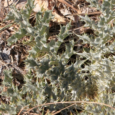 Onopordum acanthium (Scotch Thistle) at Murrumbateman, NSW - 17 Mar 2025 by ConBoekel