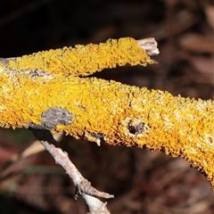 Unverified Lichen at Murrumbateman, NSW - 17 Mar 2025 by ConBoekel