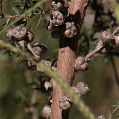 Leptospermum continentale (Prickly Teatree) at Murrumbateman, NSW - 17 Mar 2025 by ConBoekel