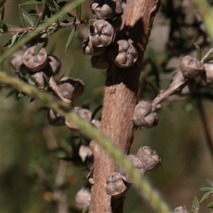 Leptospermum continentale (Prickly Teatree) at Murrumbateman, NSW - 17 Mar 2025 by ConBoekel