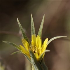 Tragopogon dubius (Goatsbeard) at Murrumbateman, NSW - 17 Mar 2025 by ConBoekel