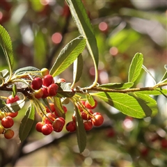Pyracantha sp. (Firethorn) at Murrumbateman, NSW - 17 Mar 2025 by ConBoekel