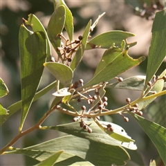 Acacia melanoxylon (Blackwood) at Murrumbateman, NSW - 17 Mar 2025 by ConBoekel