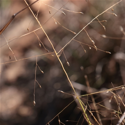 Panicum effusum (Hairy Panic Grass) at Murrumbateman, NSW - 17 Mar 2025 by ConBoekel