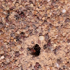 Iridomyrmex purpureus (Meat Ant) at Murrumbateman, NSW - 17 Mar 2025 by ConBoekel
