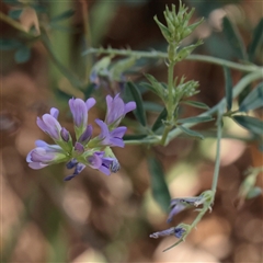 Medicago sativa (Lucerne, Alfalfa) at Murrumbateman, NSW - 17 Mar 2025 by ConBoekel