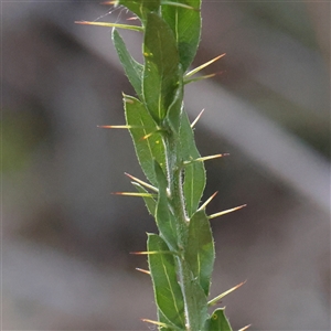 Acacia paradoxa (Kangaroo Thorn) at Murrumbateman, NSW - 17 Mar 2025 by ConBoekel