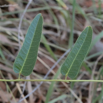 Hardenbergia violacea (False Sarsaparilla) at Murrumbateman, NSW - 17 Mar 2025 by ConBoekel