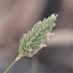 Phalaris aquatica (Phalaris, Australian Canary Grass) at Murrumbateman, NSW - 17 Mar 2025 by ConBoekel
