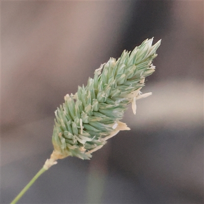 Phalaris aquatica (Phalaris, Australian Canary Grass) at Murrumbateman, NSW - 17 Mar 2025 by ConBoekel