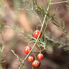 Asparagus officinalis (Asparagus) at Murrumbateman, NSW - 17 Mar 2025 by ConBoekel