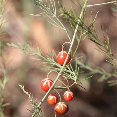 Asparagus officinalis (Asparagus) at Murrumbateman, NSW - 17 Mar 2025 by ConBoekel