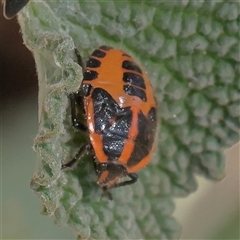 Agonoscelis rutila (Horehound bug) at Murrumbateman, NSW - 17 Mar 2025 by ConBoekel