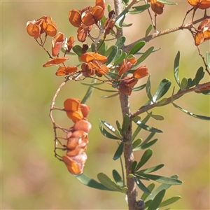 Bursaria spinosa (Native Blackthorn, Sweet Bursaria) at Murrumbateman, NSW - 17 Mar 2025 by ConBoekel