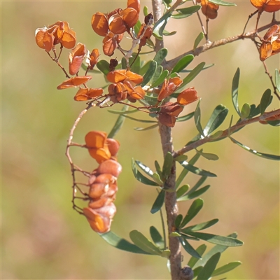 Bursaria spinosa (Native Blackthorn, Sweet Bursaria) at Murrumbateman, NSW - 17 Mar 2025 by ConBoekel