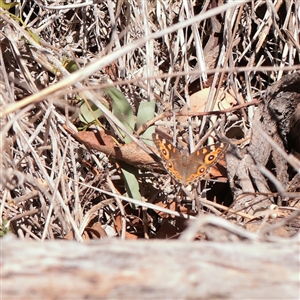 Junonia villida (Meadow Argus) at Murrumbateman, NSW - 17 Mar 2025 by ConBoekel