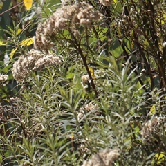 Cassinia longifolia (Shiny Cassinia, Cauliflower Bush) at Murrumbateman, NSW - 17 Mar 2025 by ConBoekel