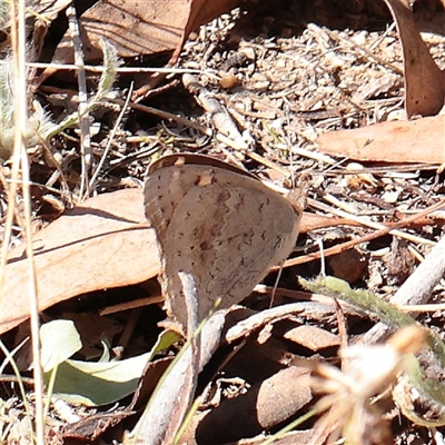 Junonia villida (Meadow Argus) at Murrumbateman, NSW - 17 Mar 2025 by ConBoekel