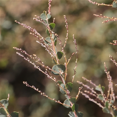 Acacia pravissima (Wedge-leaved Wattle, Ovens Wattle) at Murrumbateman, NSW - 17 Mar 2025 by ConBoekel