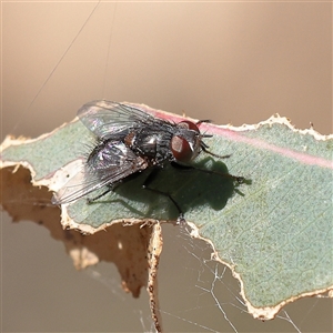 Unverified True fly (Diptera) at Jeir, NSW - 17 Mar 2025 by ConBoekel