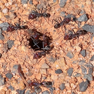 Iridomyrmex purpureus (Meat Ant) at Jeir, NSW - 17 Mar 2025 by ConBoekel