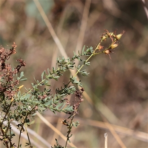 Hypericum perforatum (St John's Wort) at Jeir, NSW - 17 Mar 2025 by ConBoekel