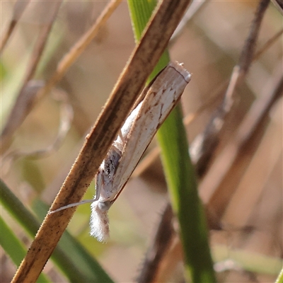 Culladia cuneiferellus (Crambinae moth) at Jeir, NSW - 17 Mar 2025 by ConBoekel