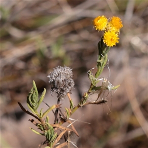 Chrysocephalum apiculatum (Common Everlasting) at Jeir, NSW - 17 Mar 2025 by ConBoekel