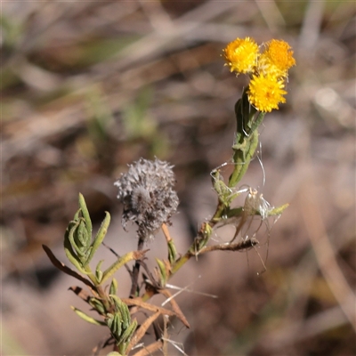 Chrysocephalum apiculatum (Common Everlasting) at Jeir, NSW - 17 Mar 2025 by ConBoekel