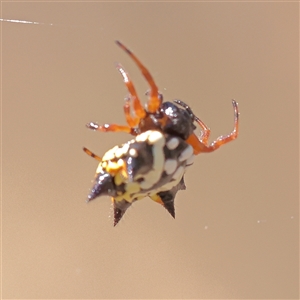 Austracantha minax (Christmas Spider, Jewel Spider) at Jeir, NSW - 17 Mar 2025 by ConBoekel