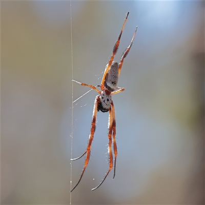Trichonephila edulis (Golden orb weaver) at Jeir, NSW - 17 Mar 2025 by ConBoekel