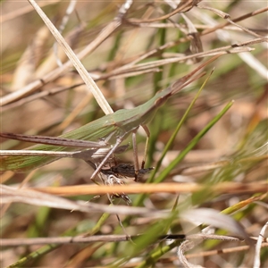 Acrida conica (Giant green slantface) at Jeir, NSW - 17 Mar 2025 by ConBoekel