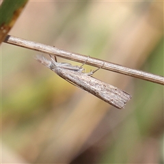 Culladia cuneiferellus (Crambinae moth) at Wallaroo, NSW - 17 Mar 2025 by ConBoekel