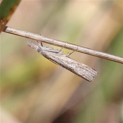 Culladia cuneiferellus (Crambinae moth) at Wallaroo, NSW - 17 Mar 2025 by ConBoekel