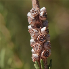 Melaleuca parvistaminea (Small-flowered Honey-myrtle) at Wallaroo, NSW - 17 Mar 2025 by ConBoekel
