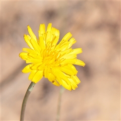 Hypochaeris radicata (Cat's Ear, Flatweed) at Wallaroo, NSW - 17 Mar 2025 by ConBoekel