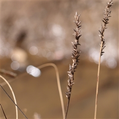 Carex appressa (Tall Sedge) at Wallaroo, NSW - 17 Mar 2025 by ConBoekel