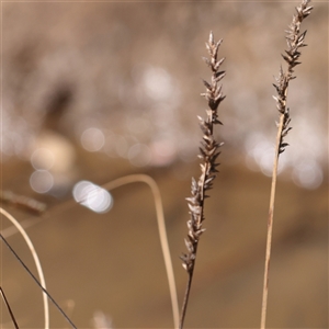 Carex appressa (Tall Sedge) at Wallaroo, NSW - 17 Mar 2025 by ConBoekel