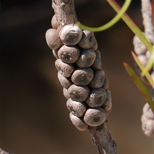 Unverified Other Shrub at Wallaroo, NSW - 17 Mar 2025 by ConBoekel