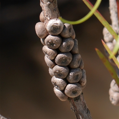 Melaleuca (genus) (A Melaleuca) at Wallaroo, NSW - 17 Mar 2025 by ConBoekel