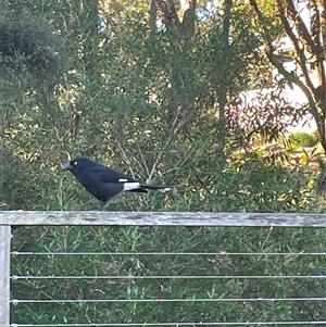 Strepera graculina at Dunbogan, NSW - Yesterday 03:00 PM