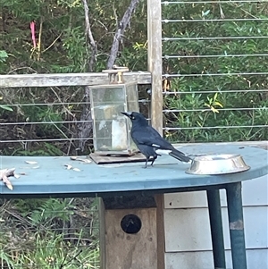 Strepera graculina at Dunbogan, NSW - Yesterday 03:00 PM