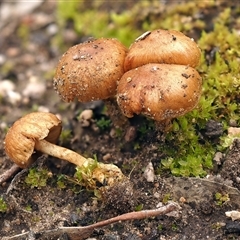 Pholiota sp. at Acton, ACT - 2 Jun 2025 by Heinol