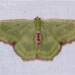 Unverified Geometer moth (Geometridae) at Abergowrie, QLD - 20 Oct 2008 by PJH123