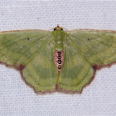 Unverified Geometer moth (Geometridae) at Abergowrie, QLD - 20 Oct 2008 by PJH123